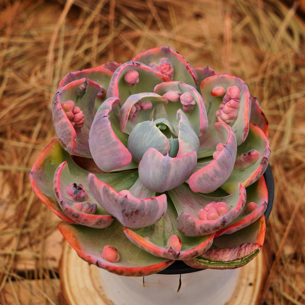 Echeveria 'Lunar Heart' Variegata