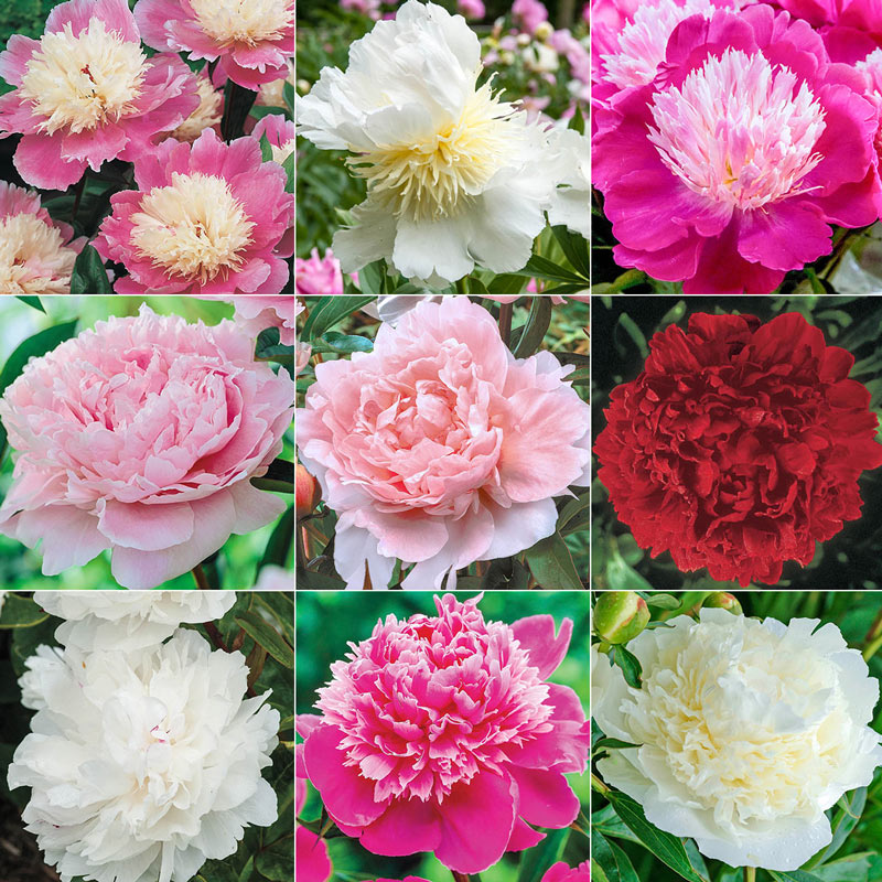 Mystery Box Peony - 1 Gallon Herbaceous Peony