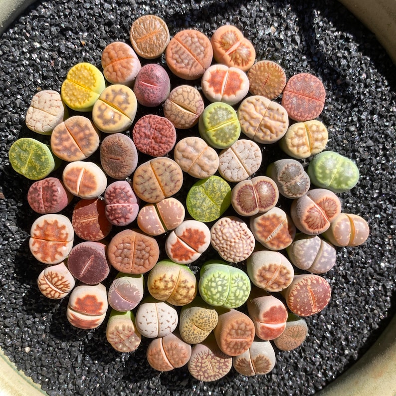 [Subscription Box 🎁✨] Boutique Small Lithops Random DIY Mix Rare Live Plants