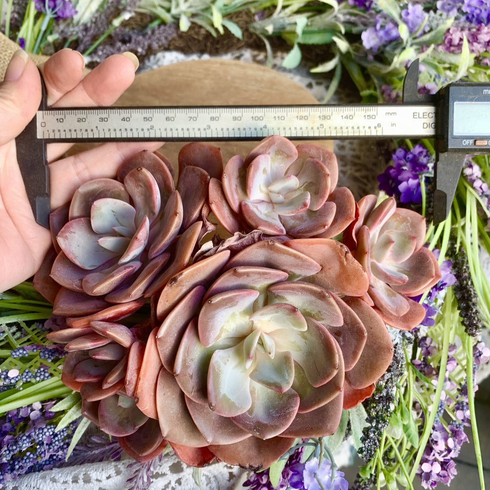 Big Rose-shaped Succulent - Echeveria 'Dusty Rose' - Drought-tolerant Fast-growing Plant