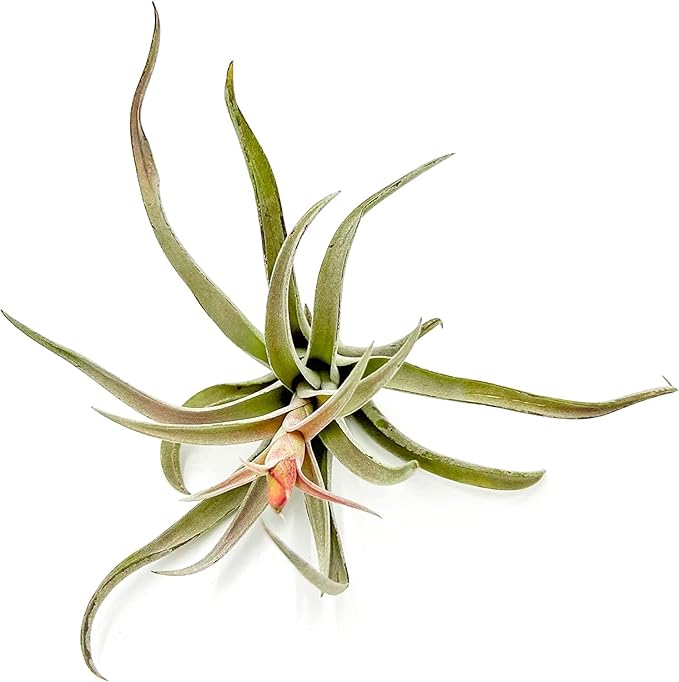 Air Plants - Flowering Tillandsia Harrisii, Large 3-5" - 5ct - Live Arrival Guaranteed - House Plants for Home Decor & Gift