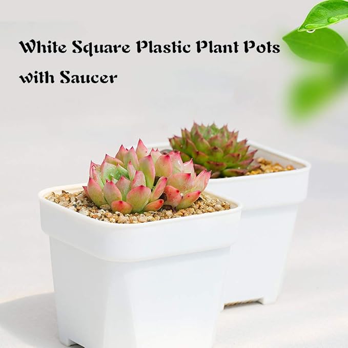 OJYUDD 3inch White Square Plastic Pots with Saucer, Drainage Hole, 24 Pcs, for Flower/Plant, Home,Company,Office and Garden(White)
