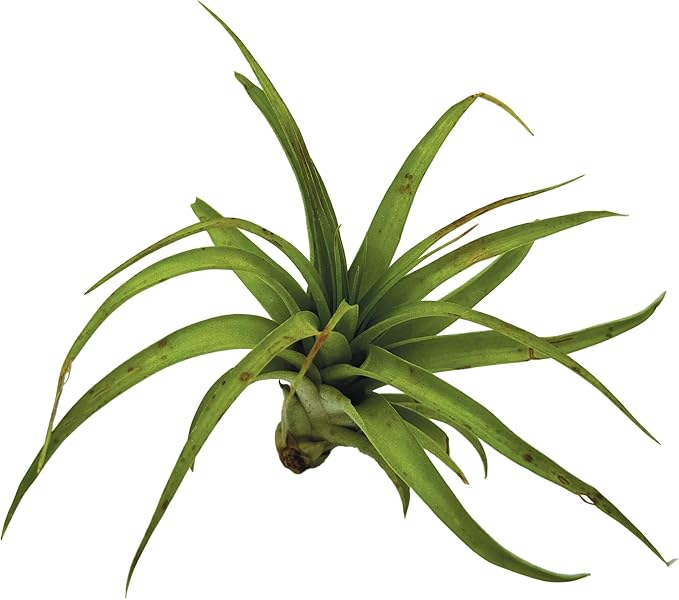 Air Plants - Tillandsia Brachycaulos Multiflora, Jumbo 5-7" - 5 ct - Live Arrival Guaranteed - House Plants for Home Decor & Gift