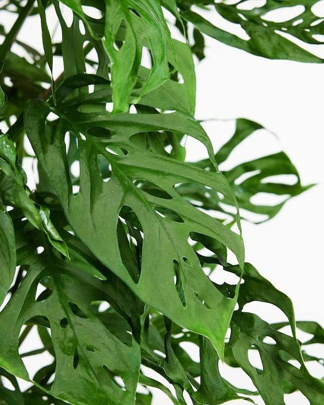 Olive Tree Premium Potting Mix - Optimal Air, Moisture, and Nutrient Balance for Healthy Trees - 2 Quart