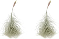 Live air Plant - Tillandsia Tectorum Air Plant 4-6" – 2ct – Unique Shape with Silvery Fuzz – Low Maintenance Houseplant – Perfect for Decor, Terrariums, Gifts - Live Arrival Guaranteed