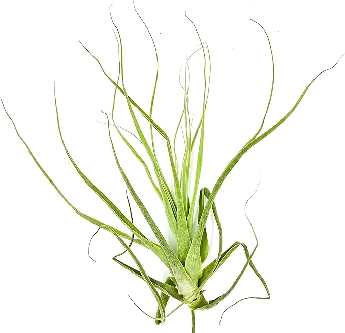 Air Plants - Tillandsia Straminea Jumbo 6-9" - 3ct - Live Arrival Guaranteed - House Plants for Home Decor & Gift