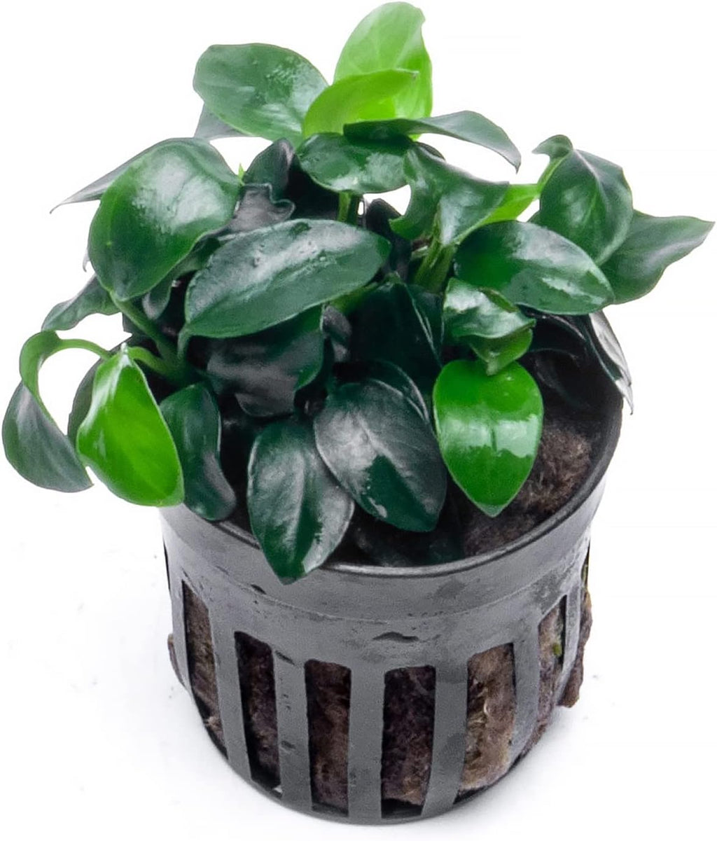Anubias Live Aquarium Plants - Potted Freshwater Plant for Fish Tanks, Terrariums - Beginner Friendly Low Light (Nana Petite, 5 Pots)
