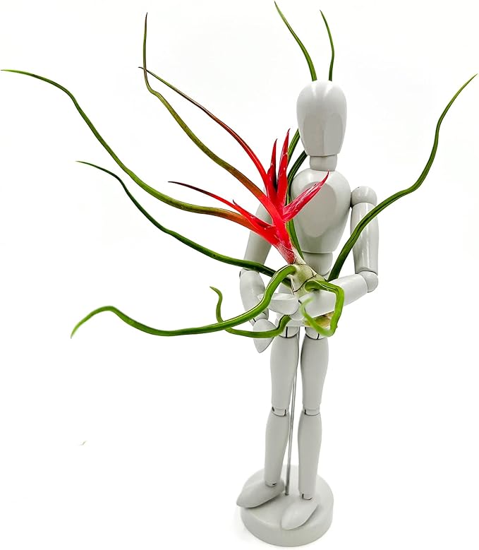 Air Plants - Flowering Tillandsia Bulbosa Belize, Giant 7-9" - 3ct - Live Arrival Guaranteed - House Plants for Home Decor & Gift