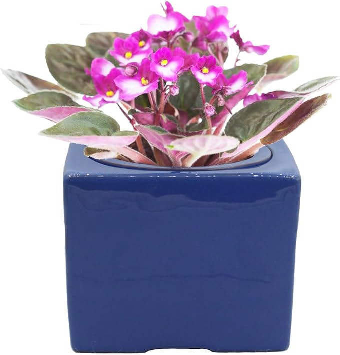 Ceramic African Violet Self Watering Pot 6 Inch Square Pot 3.5 Inch Innter Pot Easy Fill Water Reservoir Blue