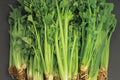 Heirloom Celery Seeds 2500 Tall Utah 52/70 Apium graveolens var. dulce for Fresh Eating, Juicing, and Cooking