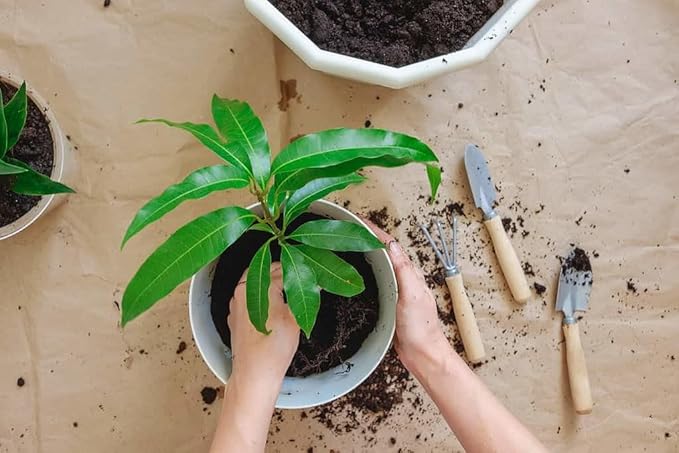 Premium Mango Tree Potting Mix - Crafted for Lush Growth and Abundant Mangoes - 1 Quart