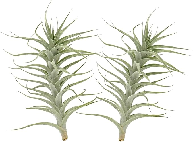 Live Air Plants - Tillandsia Albida 7-12" - 2ct – ragnaroc Live Indoor Plant - Live Arrival Guaranteed - House Plants for Home Decor & Gift