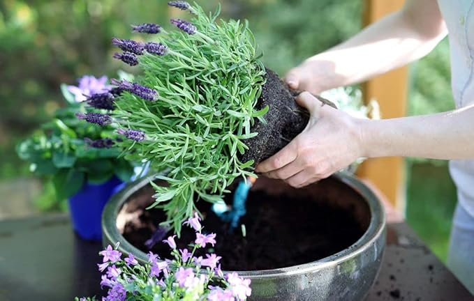 Organic Moisture Control Potting Mix - Absorbs 33% More Water Than Basic Potting Soil - 2 Quart