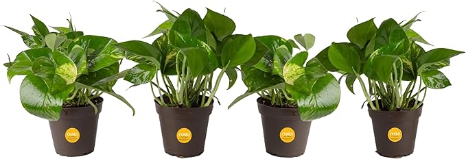 Costa Farms Live Pothos Plant (Pack of 4) - Easy Grow Vining Live Indoor Houseplant, Air Purifying Trailing Plant in Plant Pots, Housewarming Gift, Room, Home Decor, 10-12 Inches Tall
