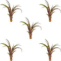 Air Plants - Tillandsia Red Capitata, Large 5-7” - 5 ct - Live Arrival Guaranteed - House Plants for Home Decor & Gift