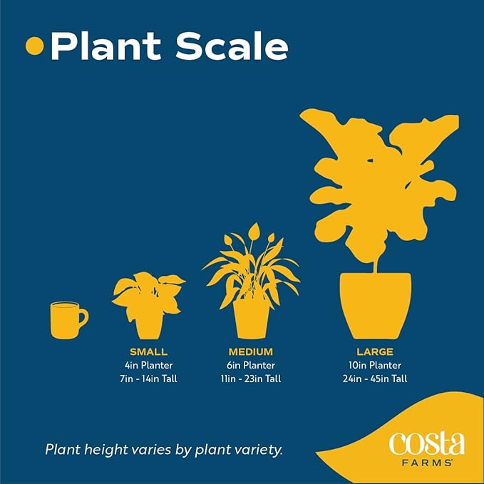 Costa Farms Mini Bonsai Tree, 1-Year Old Grower's Choice Live Indoor Plant, Easy to Grow Houseplant in Indoor Plant Pot, Potting Soil, Room and Home Decor, Birthday, Housewarming Gift, 10-Inches Tall