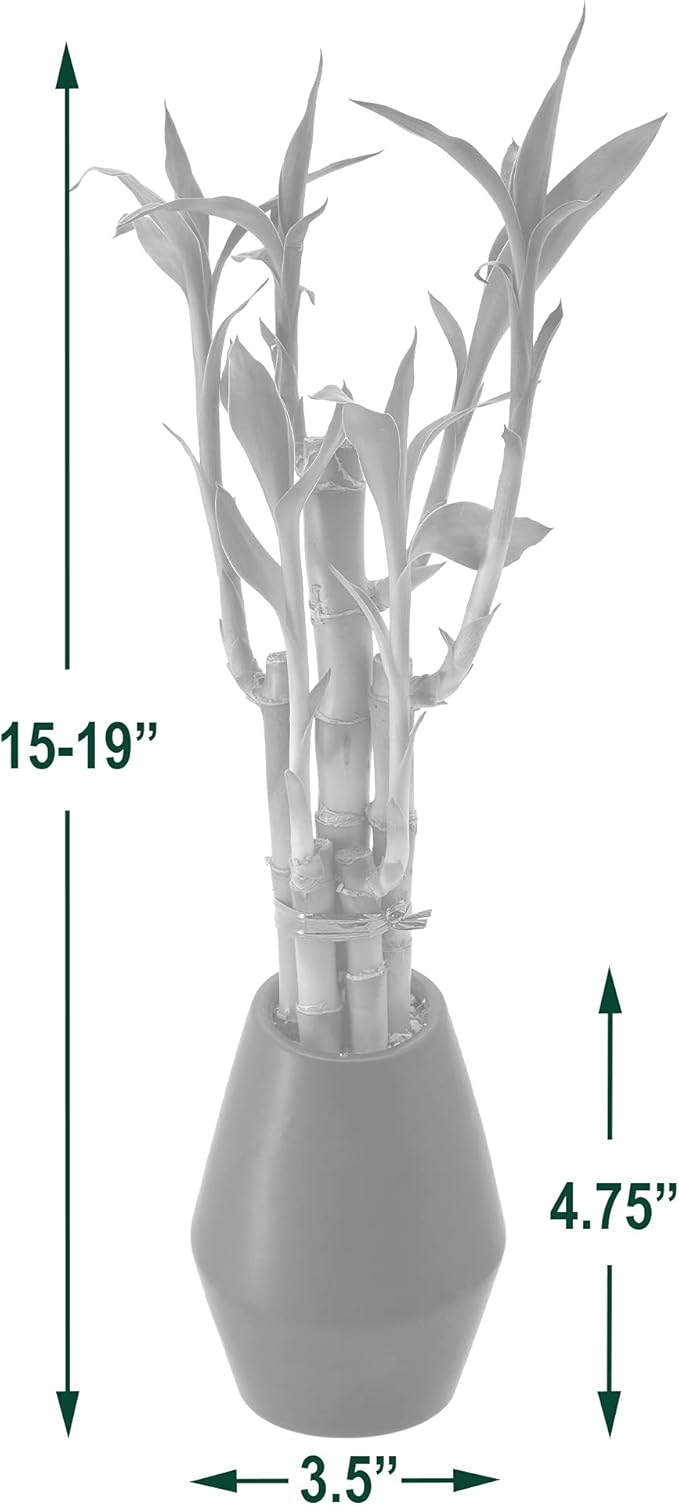 Arcadia Garden Products 5-Stem Lucky Bamboo, Live Indoor Plant in Dimension II Ceramic Planter for Home, Work, or Gift, Black ***Cannot Ship to Hawaii***