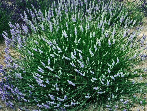 Live Provence Lavender Plant (Lavandula × intermedia)