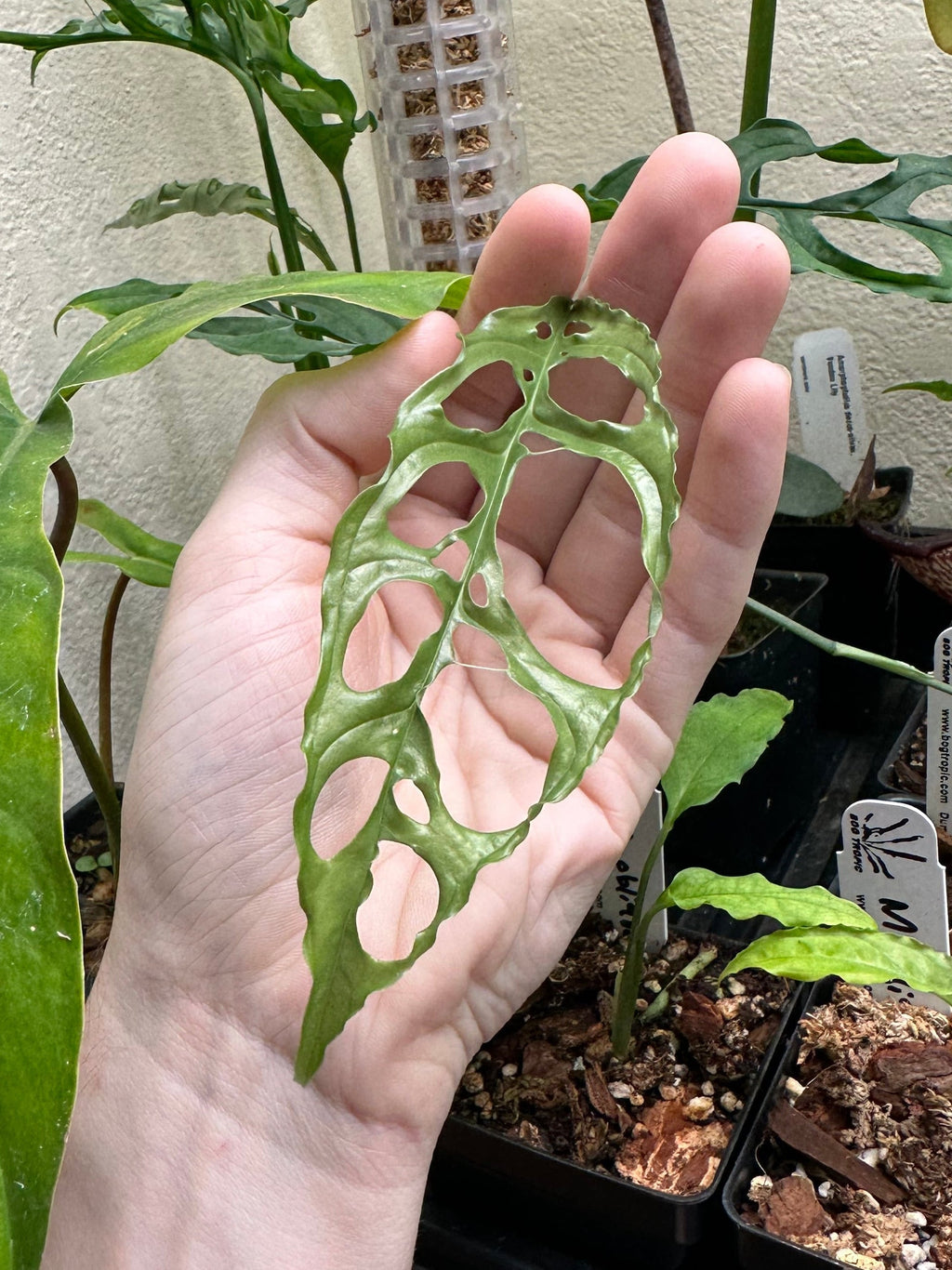 Monstera obliqua 'Peru'