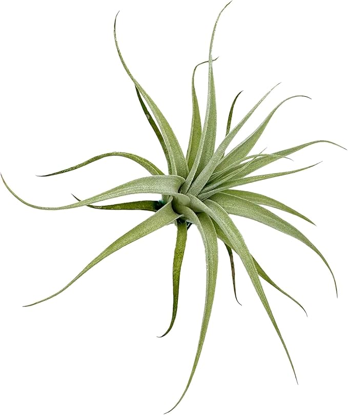 Live Air Plants - Tillandsia Albida 3-5" - 3ct – ragnaroc Live Indoor Plant - Live Arrival Guaranteed - House Plants for Home Decor & Gift