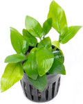Anubias Live Aquarium Plants - Potted Freshwater Plant for Fish Tanks, Terrariums - Beginner Friendly Low Light (Nana Golden, 5 Pots)