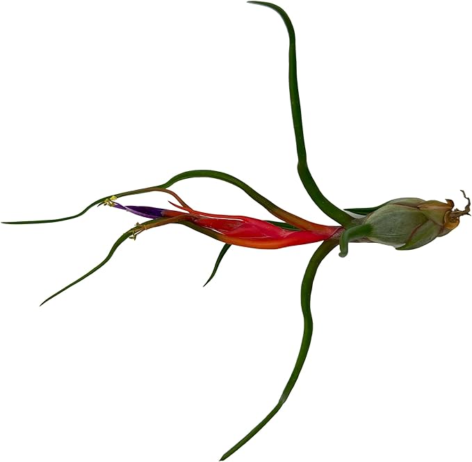 Air Plants - Elsker Gift Box - Large 4" - 5ct - Live Arrival Guaranteed - House Plants for Home Decor & Gift