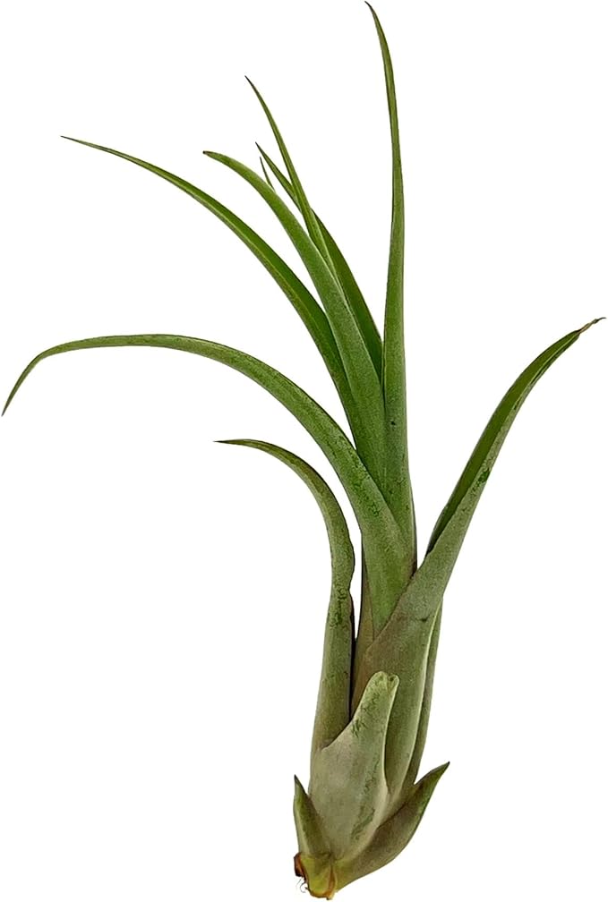 Live Air Plant – Tillandsia Capiput, Jumbo 6-9” - 5 ct - Live Arrival Guaranteed - House Plants for Home Decor & Gift