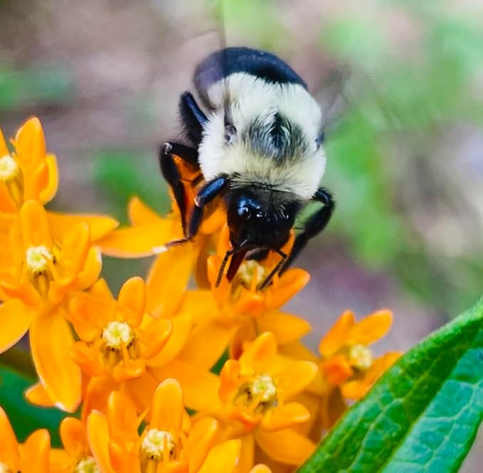 32 Live Butterfly Milkweed Plants (Asclepias tuberosa) Perennial Wildflowers from My Home Park – Individually Potted in 4” Pots – 4–8” Tall on Arrival – Not Seeds – Blooms in Mid-Summer – Zones 4-8