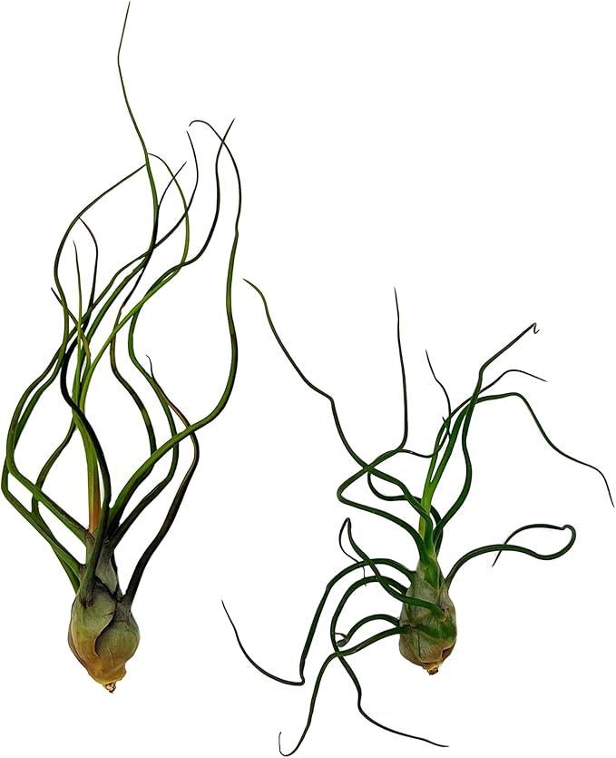 Air Plants - Flowering Tillandsia Bulbosa Guatemala, Large 3-5" - 2ct - Live Arrival Guaranteed - House Plants for Home Decor & Gift