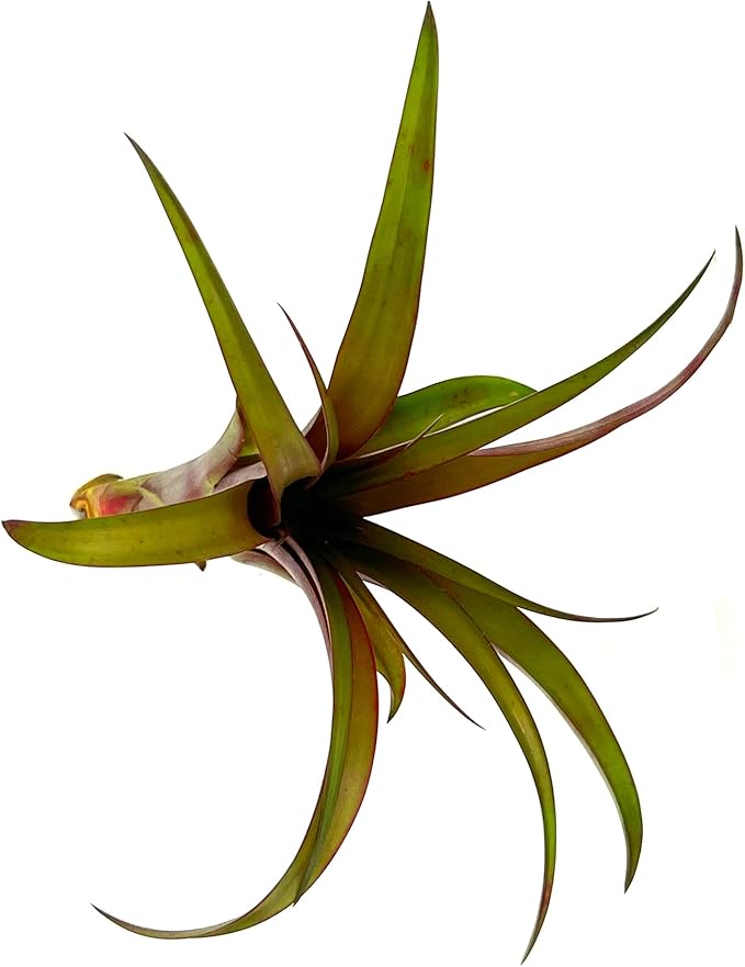 Air Plants - Tillandsia Red Capitata, Large 5-7” - 3 ct - Live Arrival Guaranteed - House Plants for Home Decor & Gift