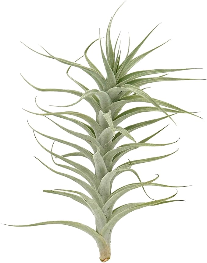 Live Air Plants - Tillandsia Albida 7-12" - 1ct – ragnaroc Live Indoor Plant - Live Arrival Guaranteed - House Plants for Home Decor & Gift