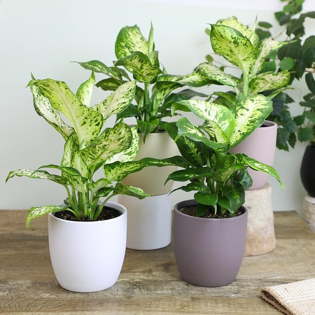 Premium Dumb Cane Potting Soil Mix - Ideal Blend for Growing Robust and Healthy Dumb Cane Plants - 3 Quart