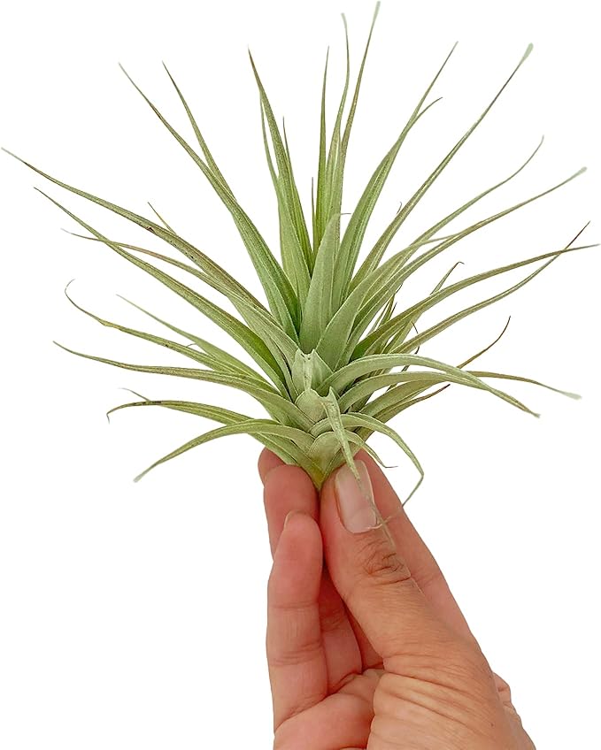 Air Plants - Flowering Tillandsia Lilla Lilac, Large 5" - 3ct - Live Arrival Guaranteed - House Plants for Home Decor & Gift