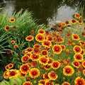 Non GMO Bulk Annual Gaillardia Blanket Flower Seed -Gaillardia pulchella (10 Lbs)