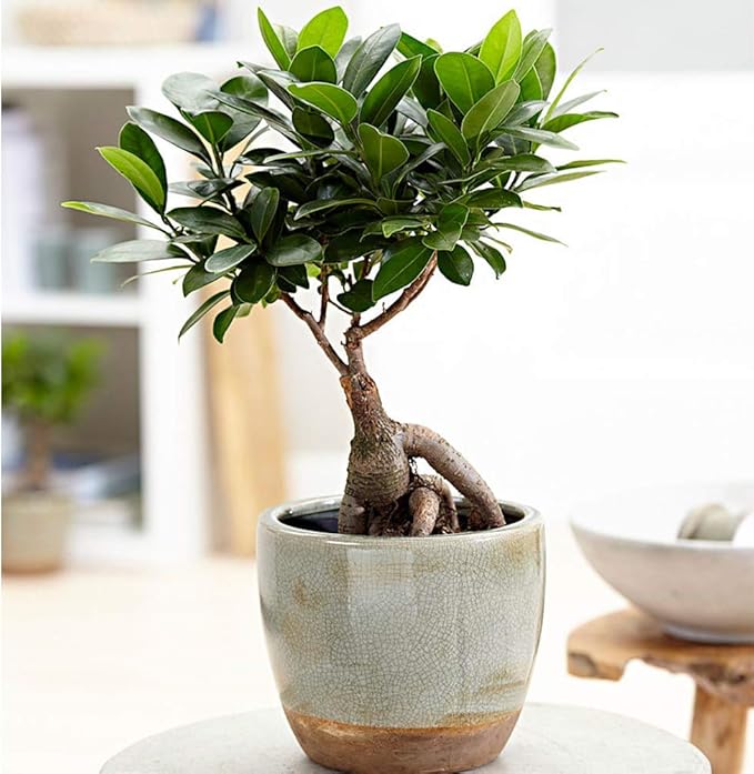 American Plant Exchange Ficus Ginseng Microcarpa – 4-Inch with Pot – Live Easy Care Bonsai Tree, Air Purifying Indoor Plant for Home, Office, or Zen Décor