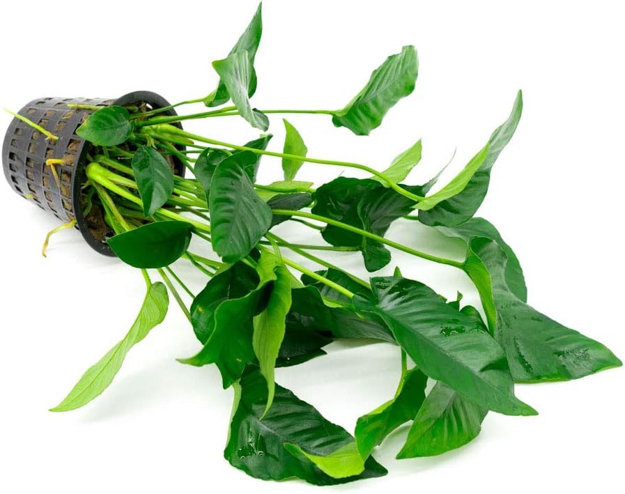 Anubias Live Aquarium Plants - Potted Freshwater Plant for Fish Tanks, Terrariums - Beginner Friendly Low Light (Barteri Striped, Mother Plant)