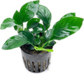Anubias Live Aquarium Plants - Potted Freshwater Plant for Fish Tanks, Terrariums - Beginner Friendly Low Light (Barteri, 5 Pots)