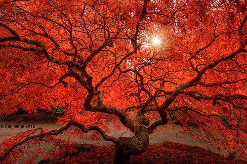 Red Dragon Weeping Lace Leaf Japanese Maple 2 - Year Live Plant