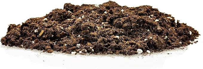 Premium Snake Plant Potting Soil Mix, Green Sansevieria Trifascatia Zeylanica Plants, Plant or Re-Pot Your Snake Plant - (5 Quart Bag)