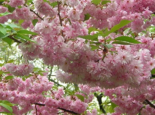 Live Kwanzan Cherry Blossom Tree – 8-12" Tall, Ornamental Pink Flowers