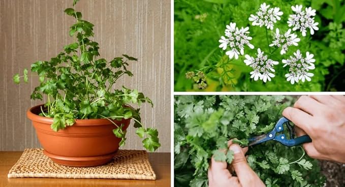 Elevate Your Cilantro Garden with Gardenera's Organic Potting Mix - Tailored for Robust Cilantro Plants and Bold Leaves - 2 Quart