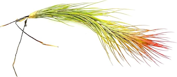 Air Plants - Tillandsia Funckiana Hybrid, Large 5-7" - 2ct - Live Arrival Guaranteed - House Plants for Home Decor & Gift
