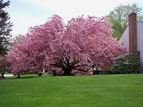 Live Kwanzan Cherry Blossom Tree – 8-12" Tall, Ornamental Pink Flowers
