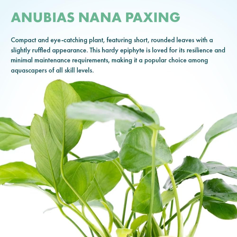 Live Jungle Plants - Anubias Nana Paxing (Anubias barteri) - Low Light Foreground to Midground Aquatic Rhizome Plant, Epiphytic Growth, Green Foliage - Pot