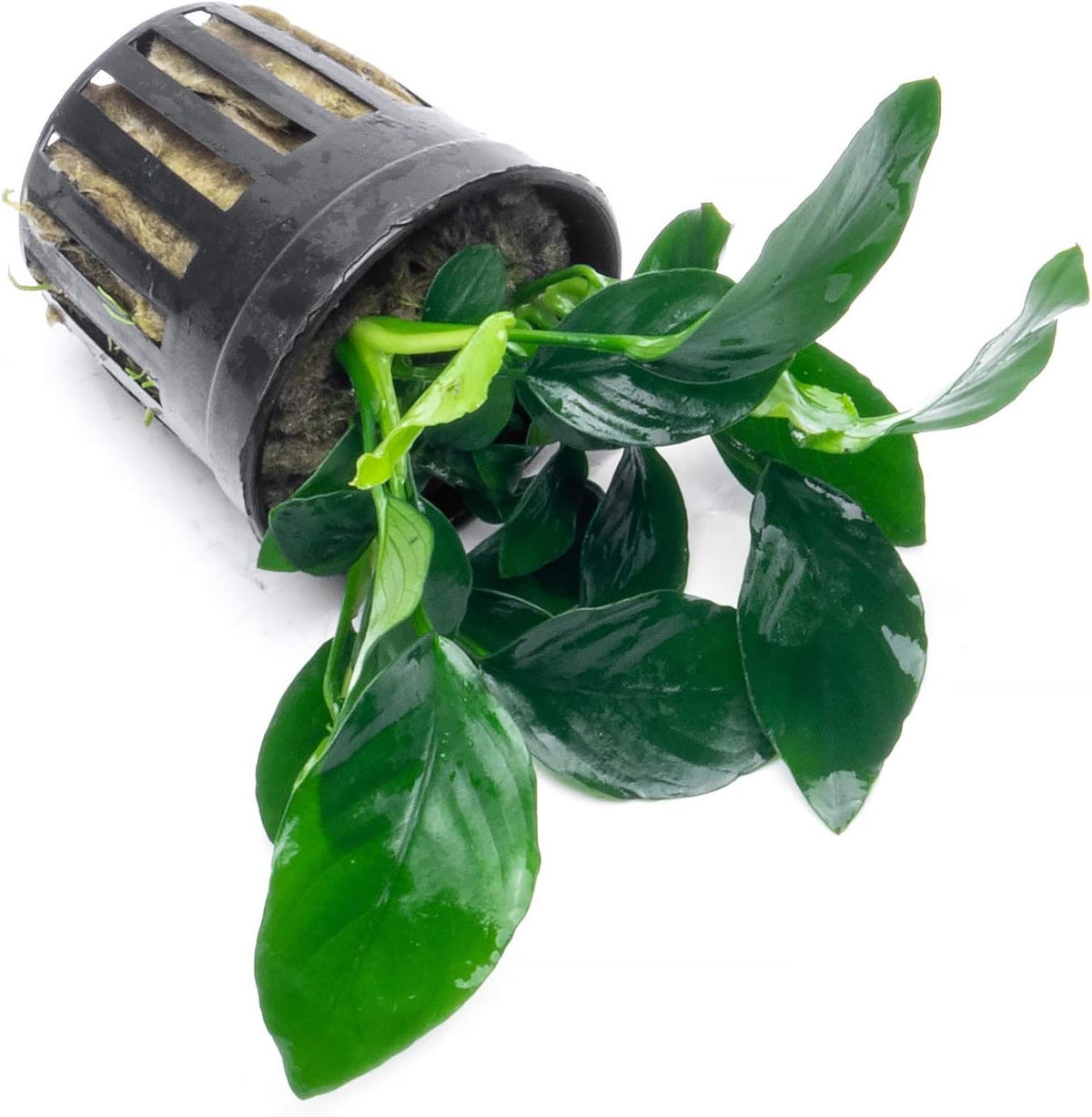 Anubias Live Aquarium Plants - Potted Freshwater Plant for Fish Tanks, Terrariums - Beginner Friendly Low Light (Barteri, 5 Pots)
