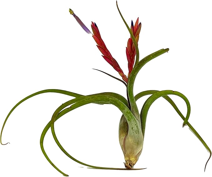 Air Plants - Flowering Tillandsia Caput Medusae, Large 5-7" - 5ct - Live Arrival Guaranteed - House Plants for Home Decor & Gift