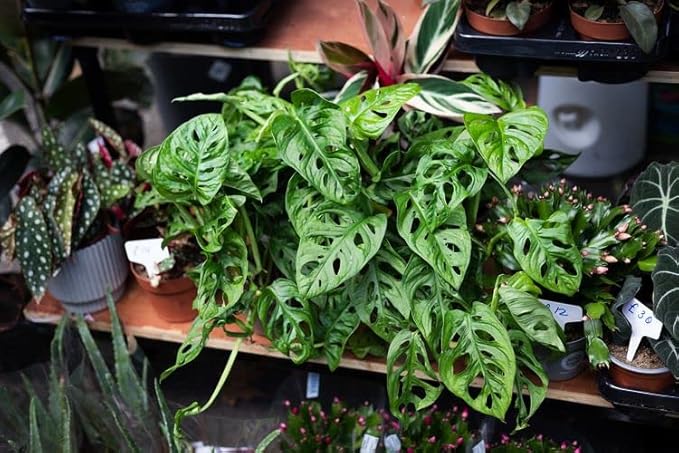 Organic Potting Soil for Tomato Plants - 1 Quart - Hand-Mixed with Natural Ingredients for Optimal Growth and Nutrient Retention