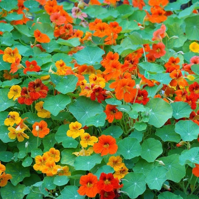 Dirt Goddess Super Seed~ Nasturtium, Tall Trailing Mix Seed~ Tropaeolum majus (25 Lbs)