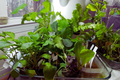 Tower Garden Seeds - Non-GMO Hydroponic & Soil Fresh Garden Seeds - Heirloom Variety - Ships Free
