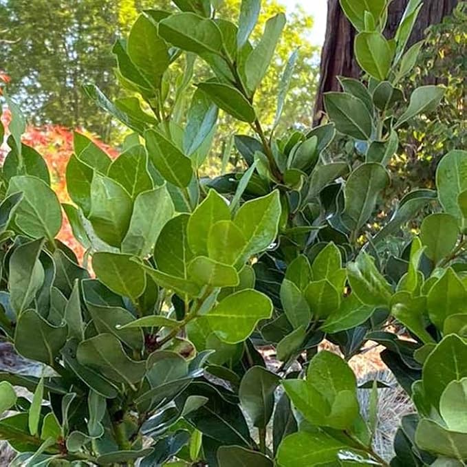 Mediterranean Bay Leaf, Bay Laurel Live Plant. Saratoga Variety - Laurus Nobilis. Live Plant. Fragrant, Fresh, Edible. Best for Pot Planting and Indoor. Mild Flavor. (2 Saratoga Plants in Cup)